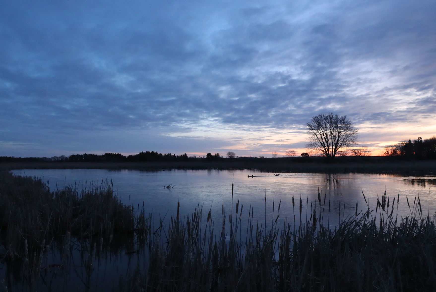 032120bp-wild-art-sweet-marsh-02